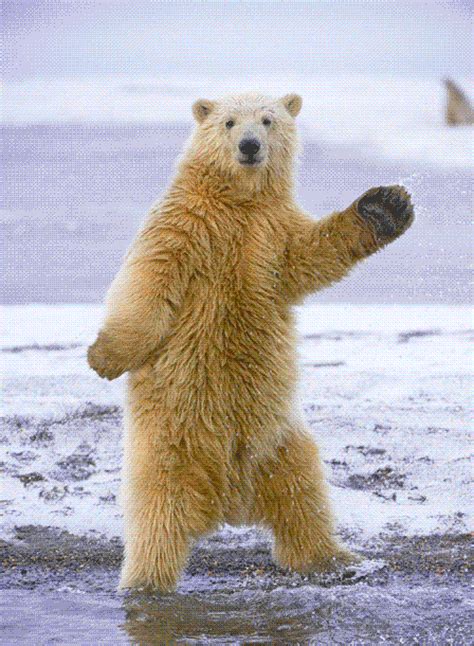 giphy bear